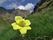 17 Pulsatilla alpina sulphurea (Anemone sulfureo)